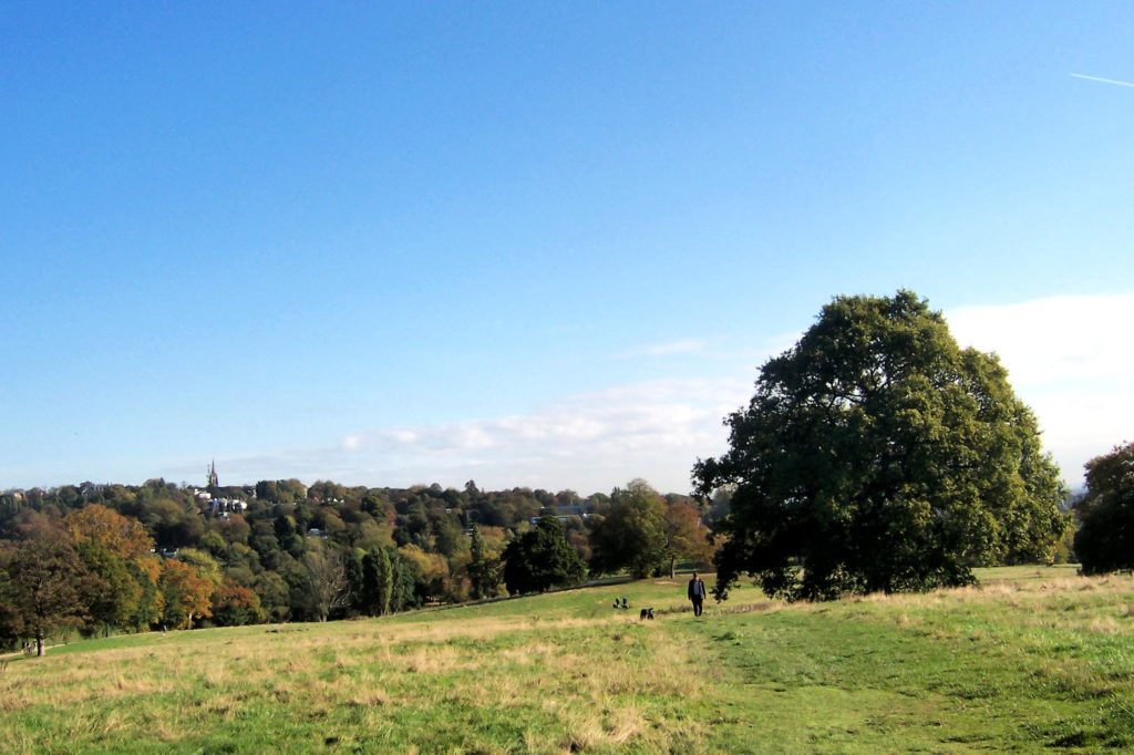 Grassy field and forest at Hampstead Heath near London