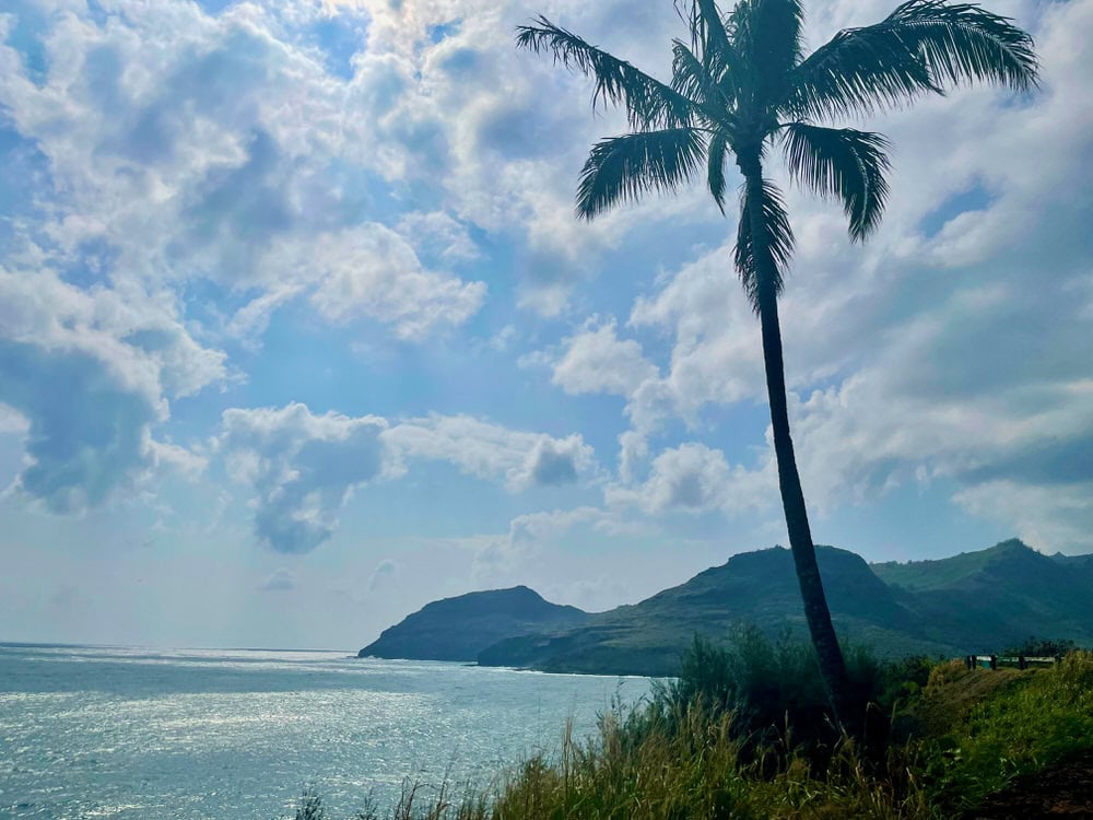 Palm tree stands on the shoreline in Hawaii