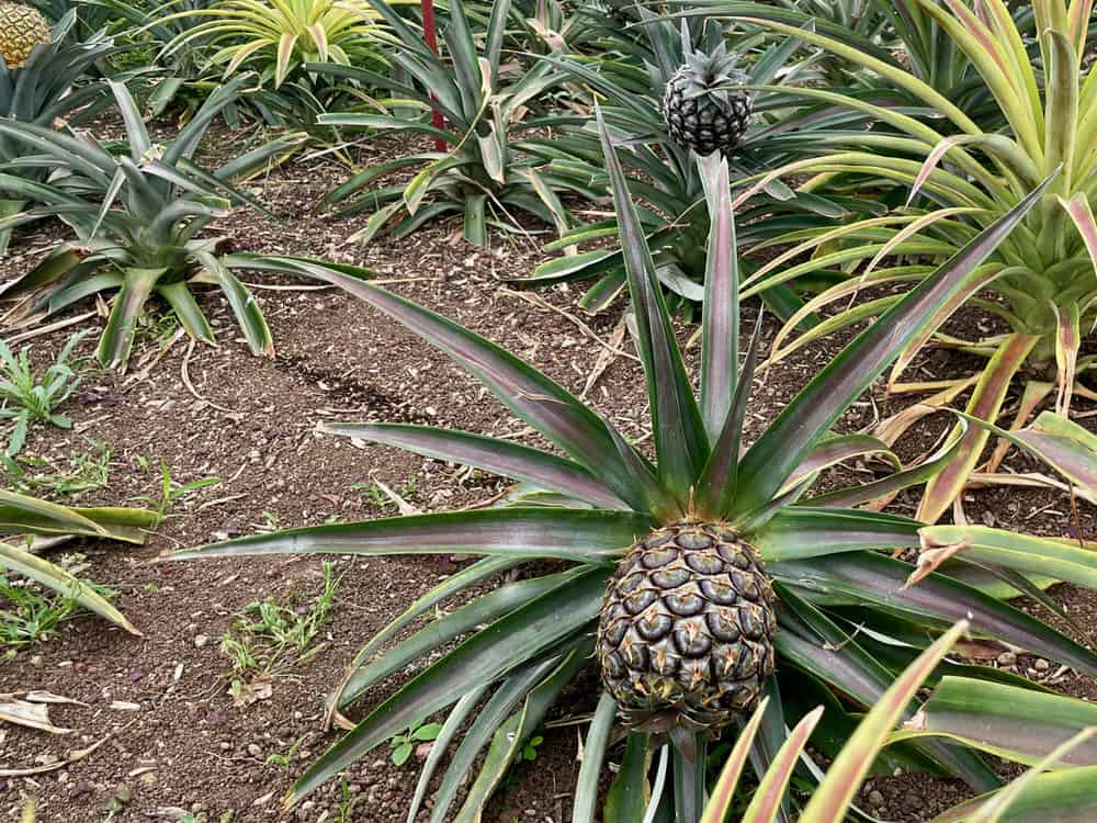 Pineapple growing next to the ground
