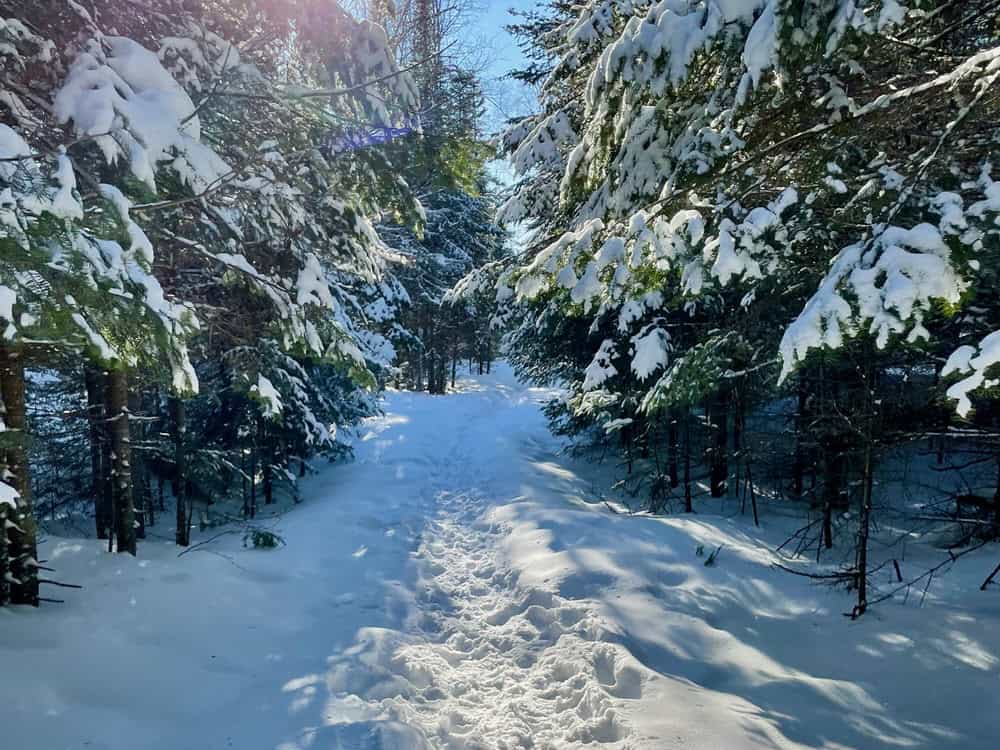Wide snow covered path through snow flocked trees