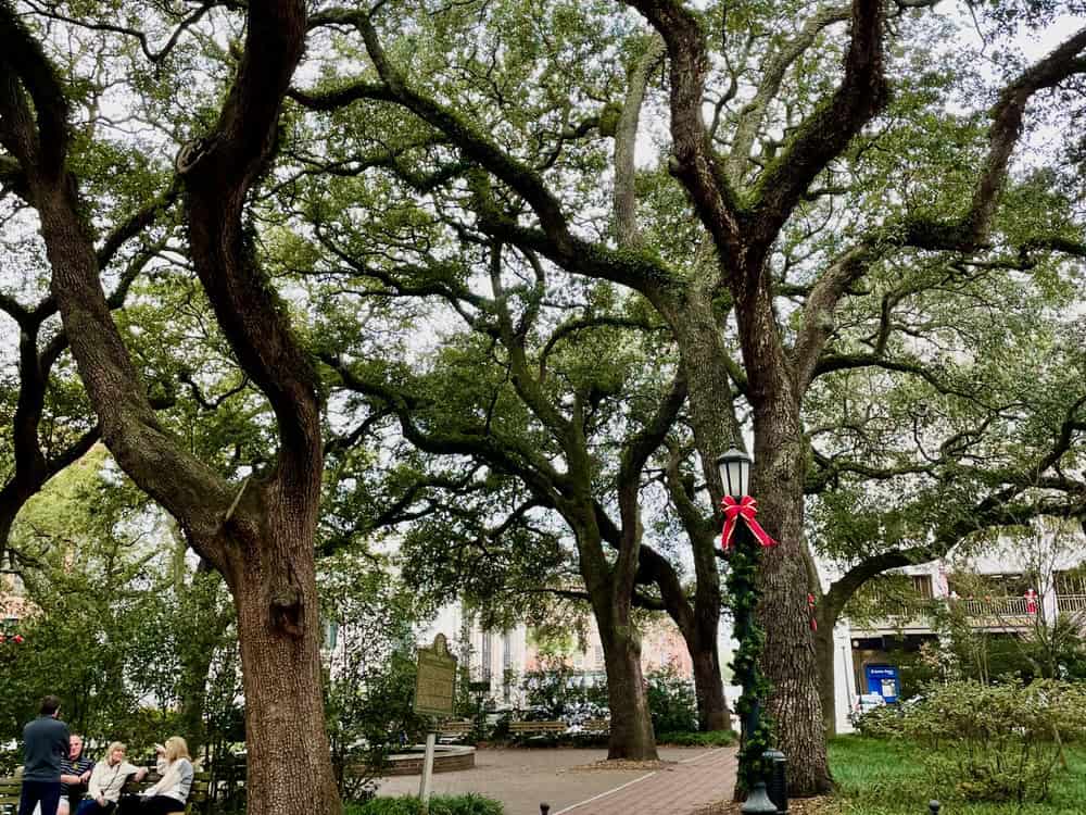 A grove of live oak trees in a Savannah GA square