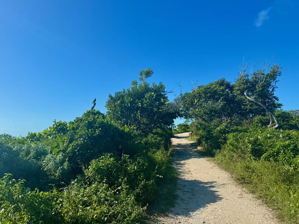 Dirt path through mangrove vegetation on a sunny day in Bahia Honda State Park