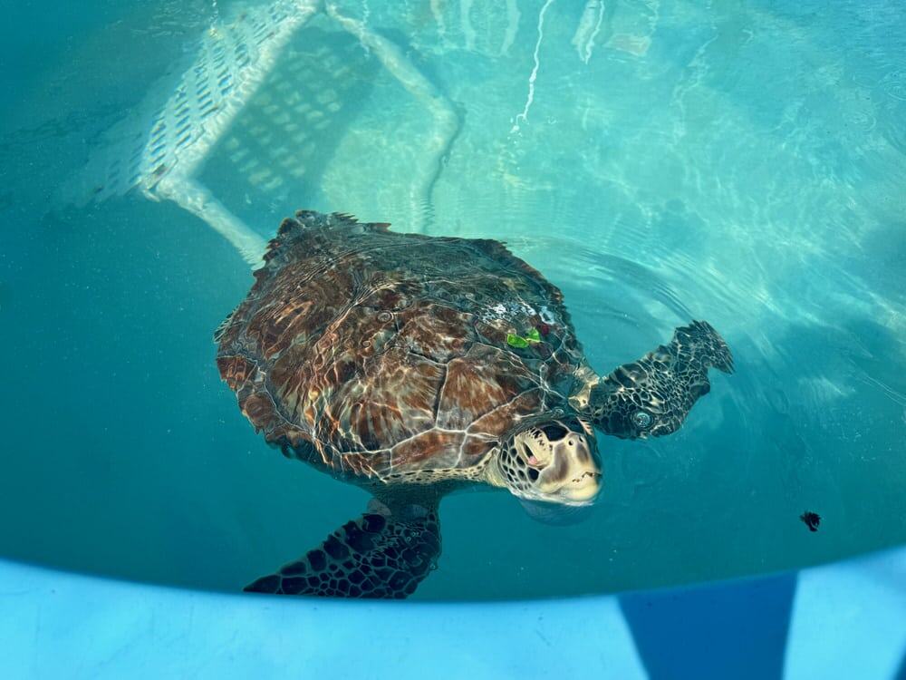 Sea turtle swims up to the edge of an enclosed pen in the Turtle Hospital in Marathon FL