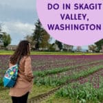 Woman gazes across rows of unopened tulip blooms in Skagit Valley WA