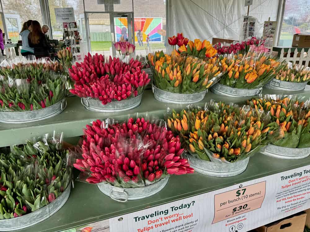 A display of cut tulips for sale in a tent at Roozengaarde Tulip Farms