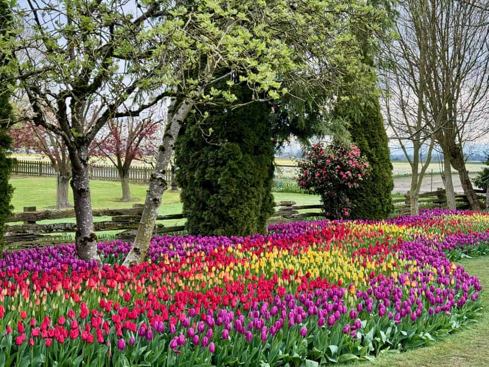 Tulips bloom in a garden field