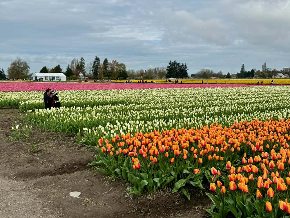 A photographer kneels in a field of white and orange tulips