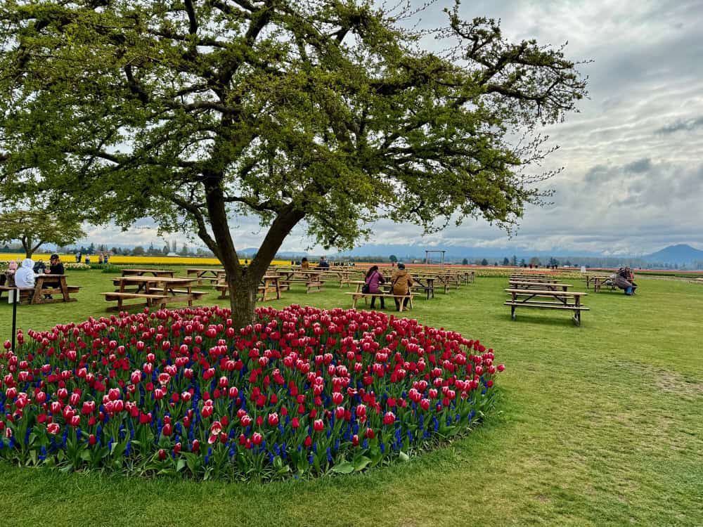 A decorative tree surrounded by red tulips in front of many picnic tables set up near the tulip fields at Roozengaarde farm