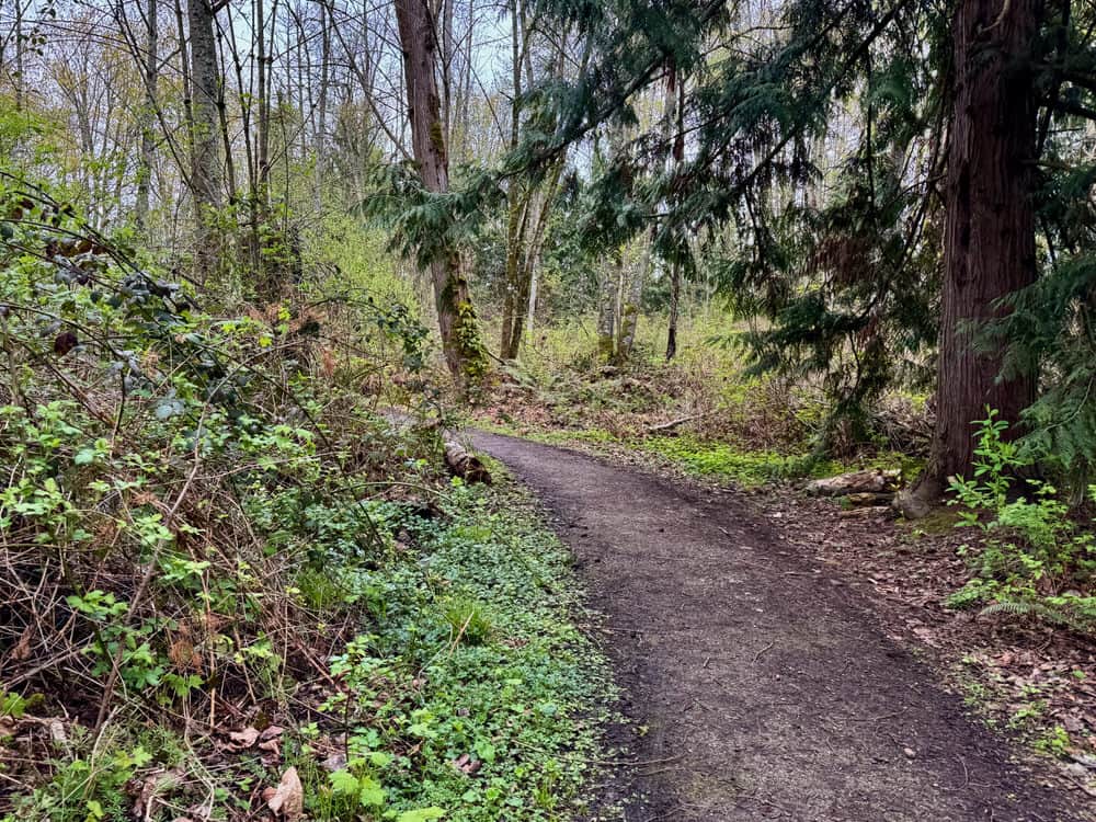 A dirt path curves through spring forest in the Pacific Northwest