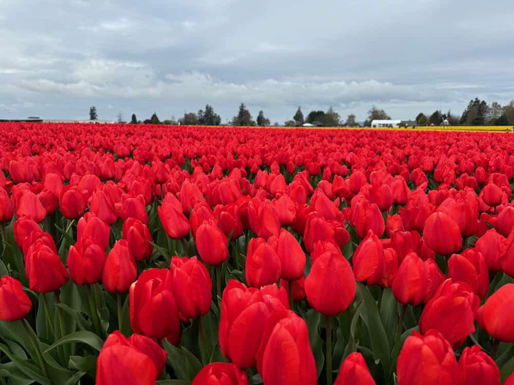 Close up shot of red tulips in a farm field
