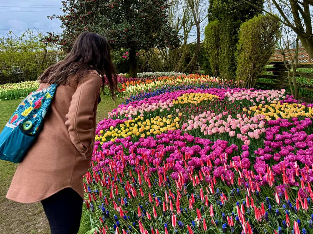 Woman bends over to look at a bright display of tulips in a garden at Roozengaarde tulip farm in Washington State