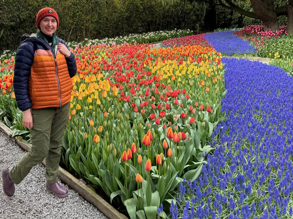 Woman stands in front of spring bulb planting including blue grape hyacinths and yellow and orange tulips