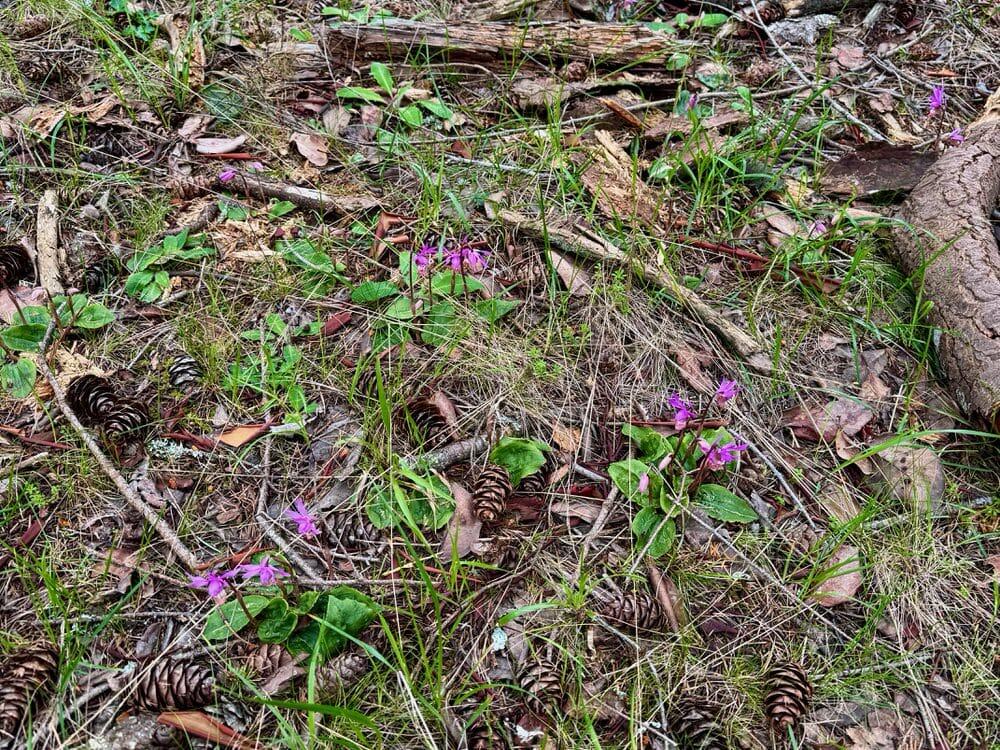 Small pink orchids blooming on the forest floor on San Juan Island