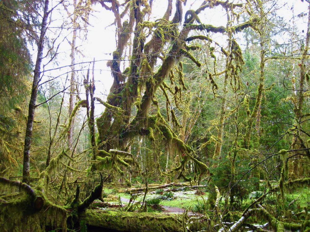 Mossy trees in the Hoh Rain Forest in Olympic National Park Washington