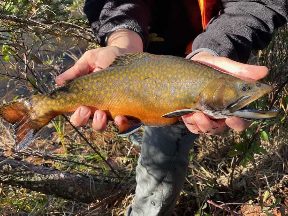 Close up shot of a brook trout being held by two hands along a Boundary Waters shoreline.