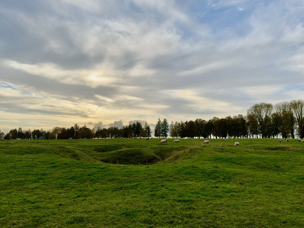 Sheep graze on top of an overgrown World War I trench in the sunset