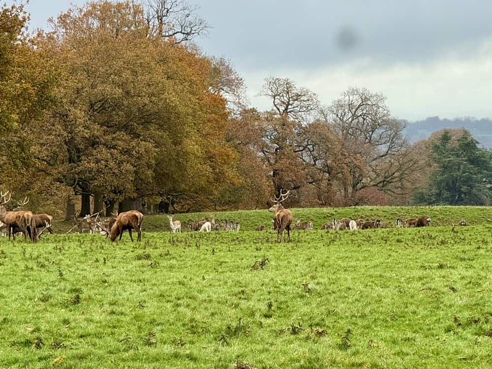 A cluster of deer, including stags, gather on the lawn at Studley Royal Park