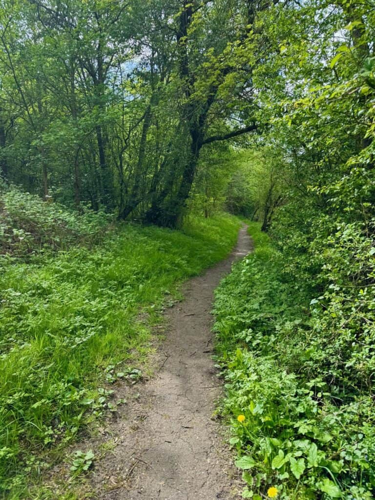 A narrow dirt path through lush spring forest in southern England
