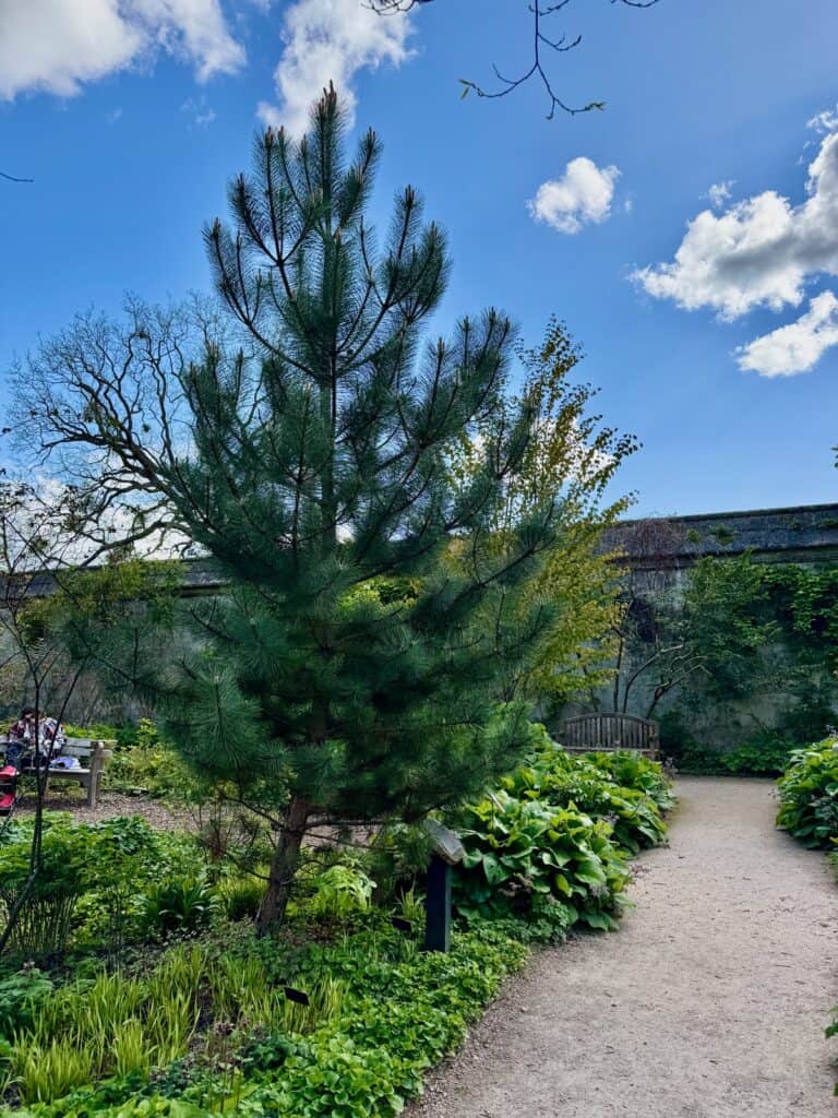 A small pine tree in the middle of the Oxford Botanic Garden